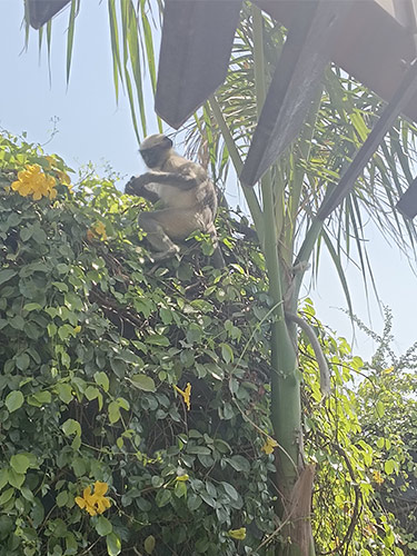 Playa del Carmen